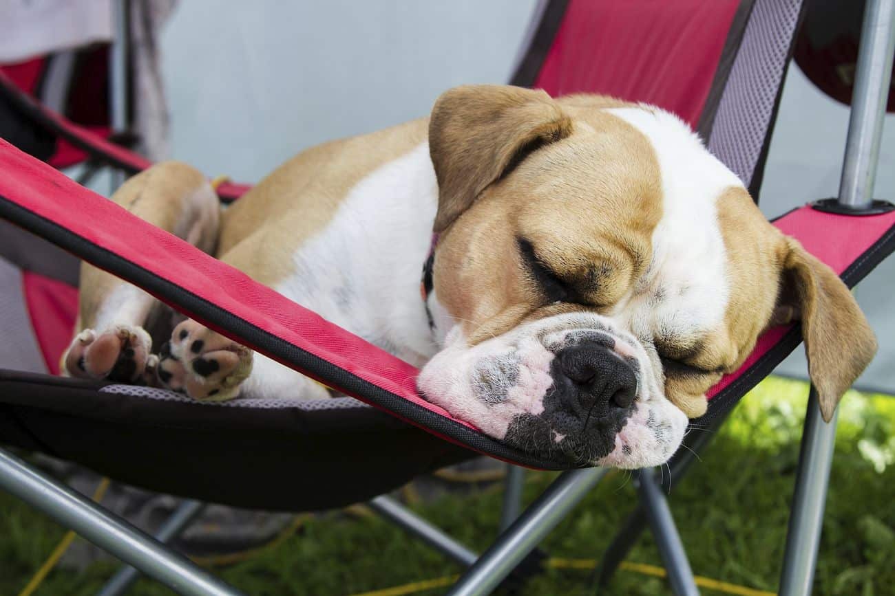 Bulldog sleeping on chair